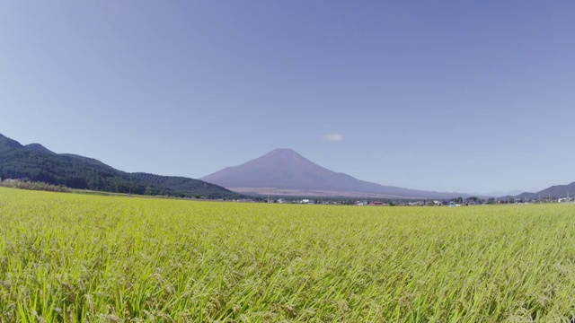 稻田后面的富士山视频素材