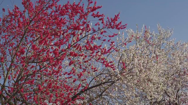 奇库马河边公园的桃花视频素材