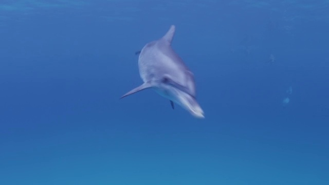 大西洋斑点海豚在巴哈马群岛游泳视频素材