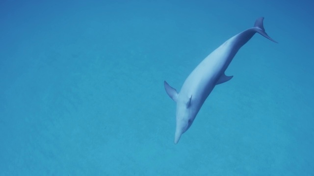 大西洋斑点海豚在巴哈马游泳视频素材