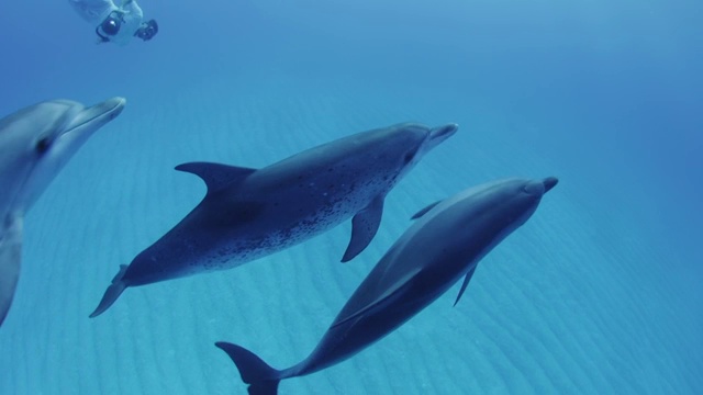 大西洋斑点海豚在巴哈马群岛游泳视频素材