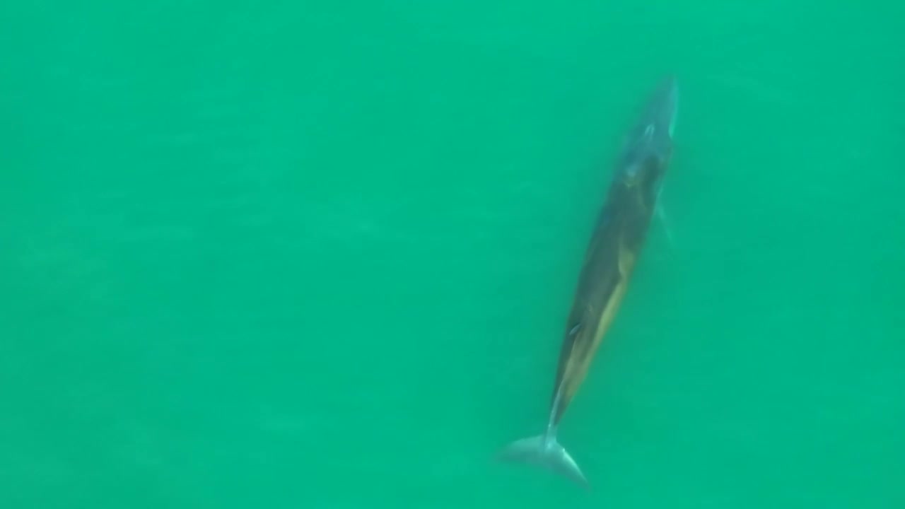 布氏鲸游弋在广西北海涠洲岛视频素材