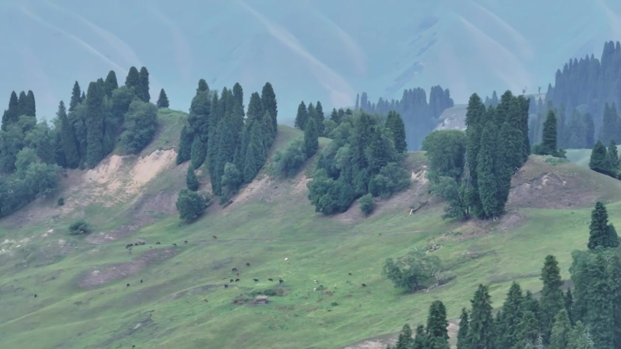 航拍夏天的新疆恰西森林公园风景视频素材