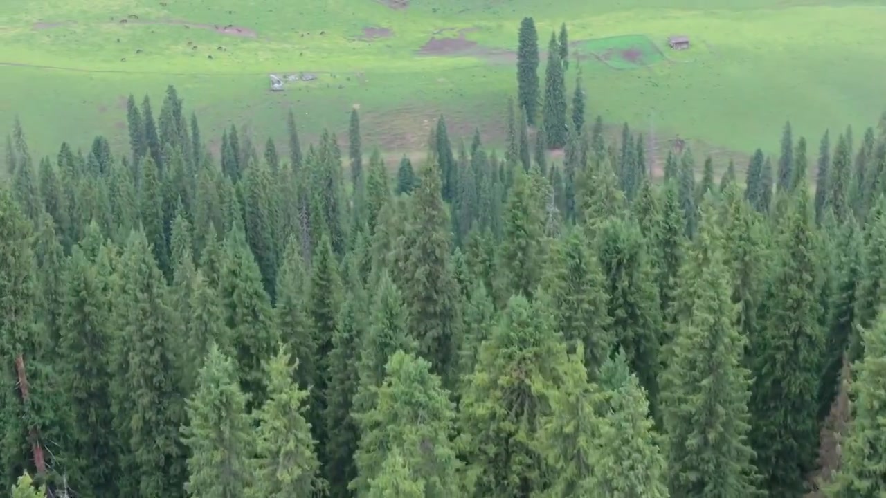 航拍夏季新疆恰西森林公园风景视频素材