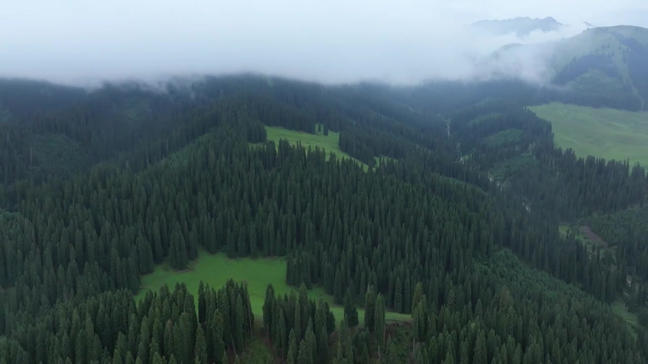 航拍夏季新疆恰西森林公园风景视频素材