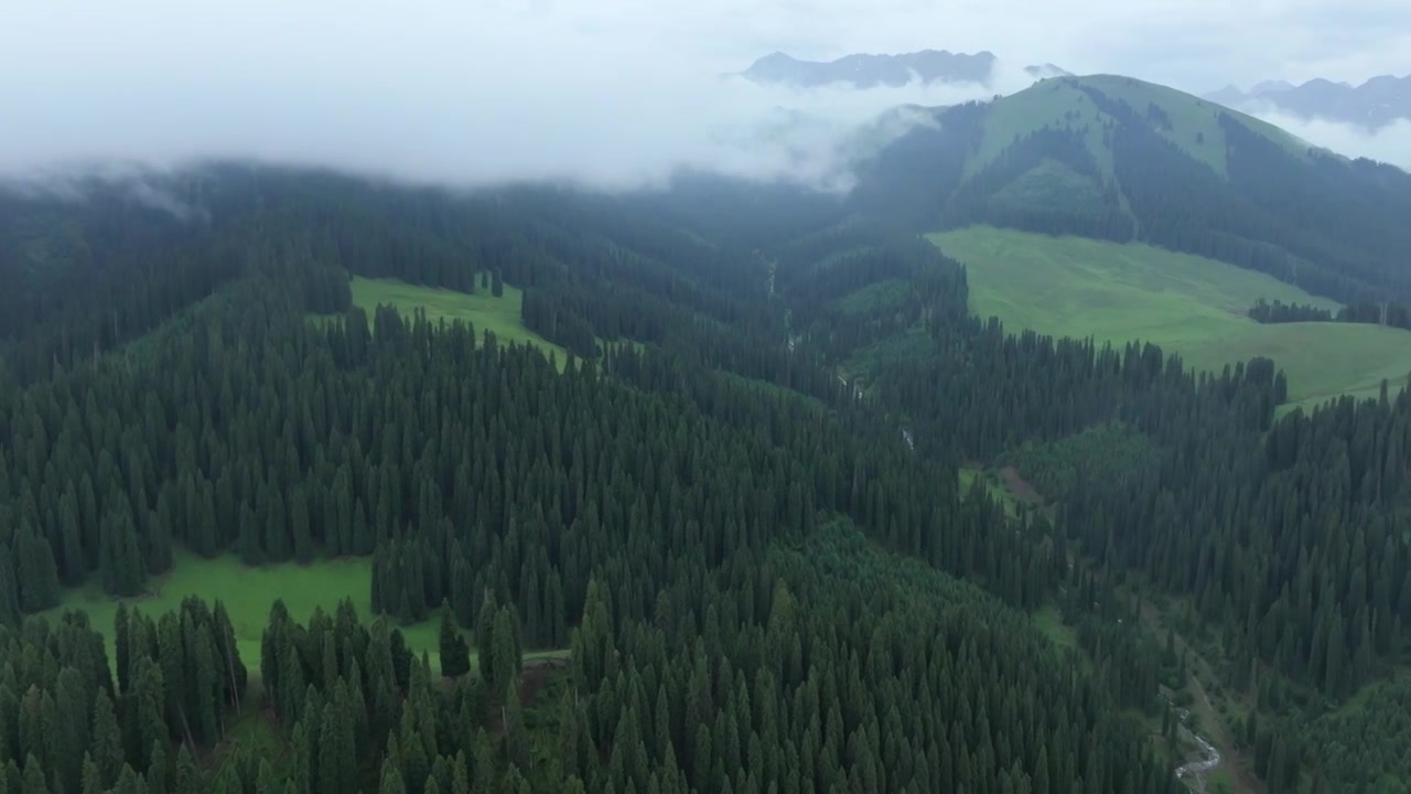 航拍夏季新疆恰西森林公园风景视频素材