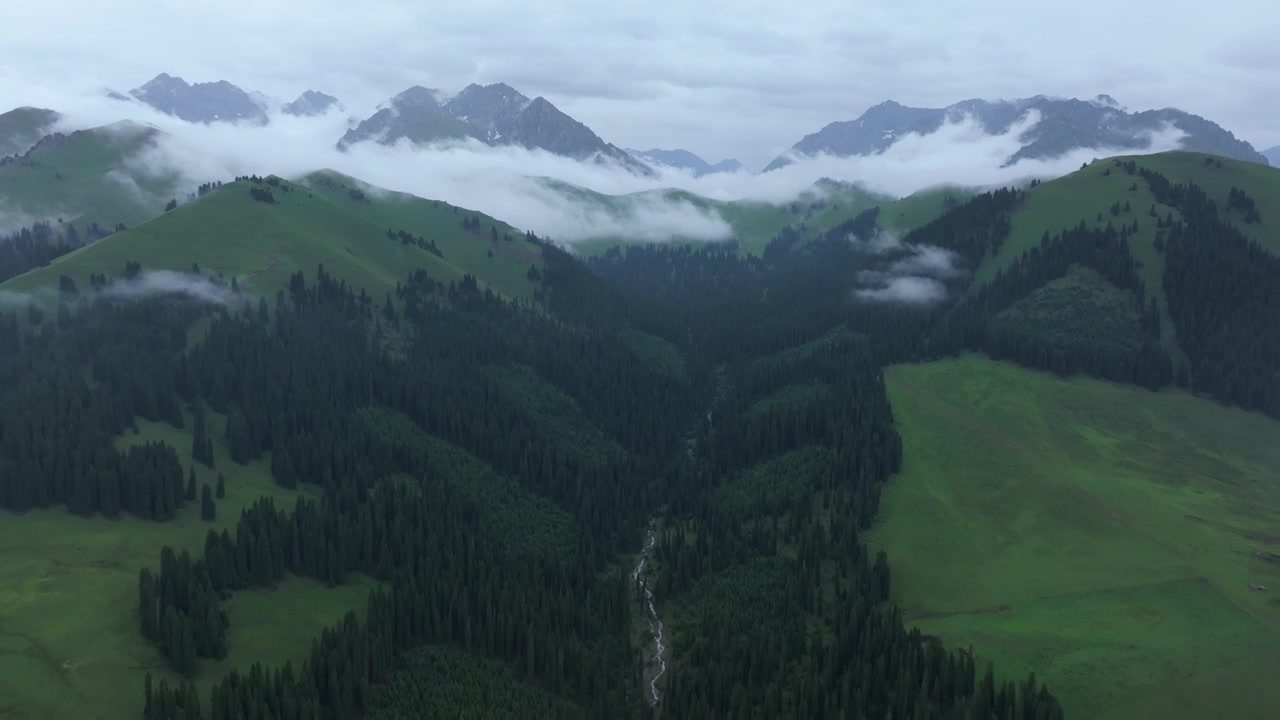 航拍夏季新疆恰西森林公园风景视频素材