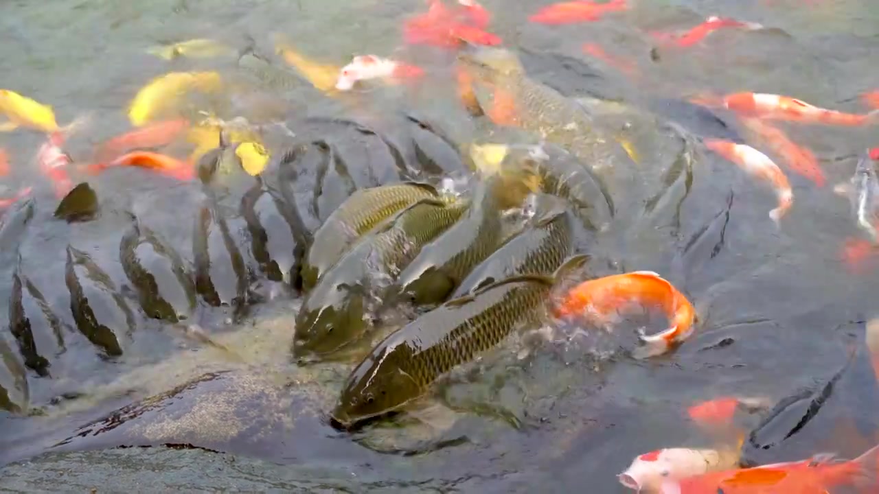 锦鲤 鲤鱼 鲤鱼跃龙门视频素材