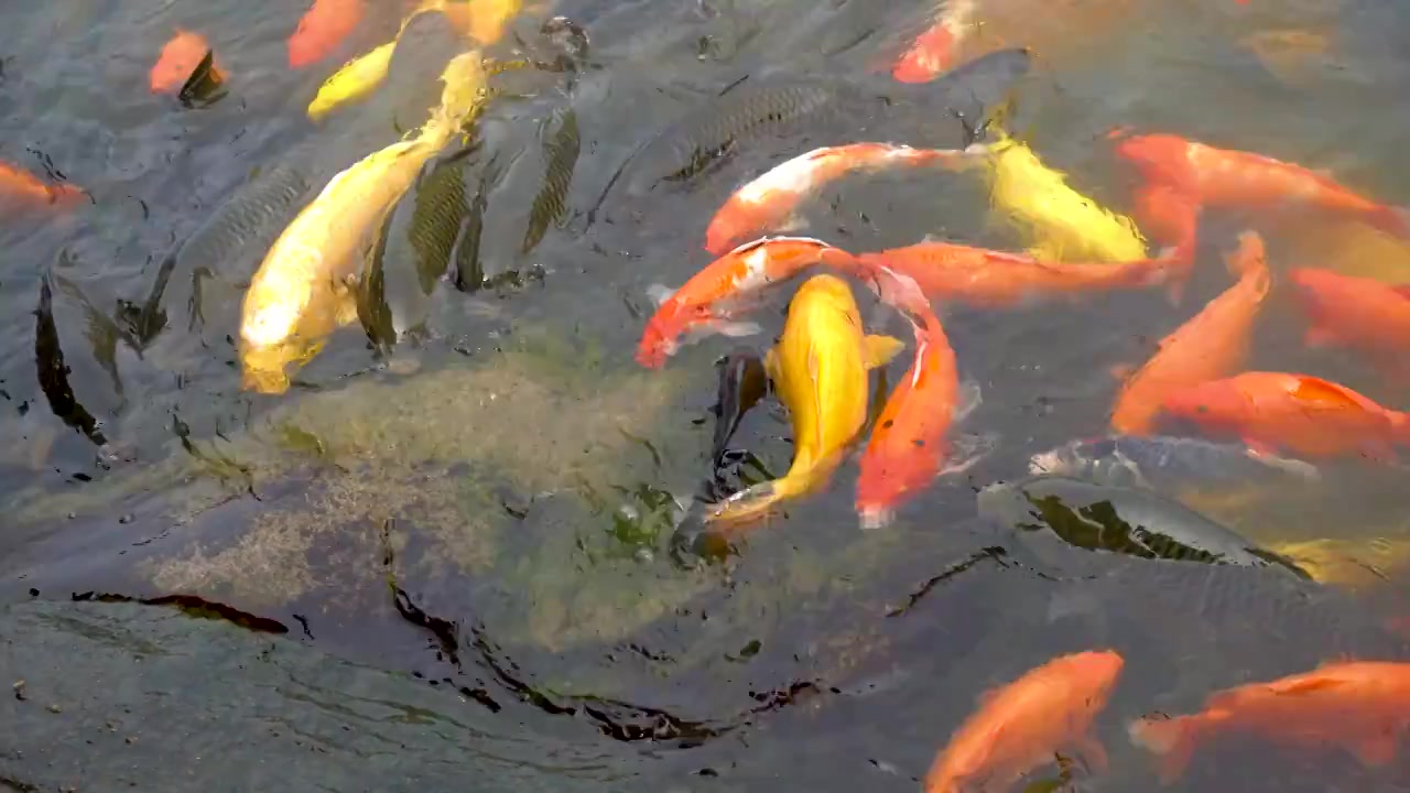 锦鲤 鲤鱼 鲤鱼跃龙门视频素材