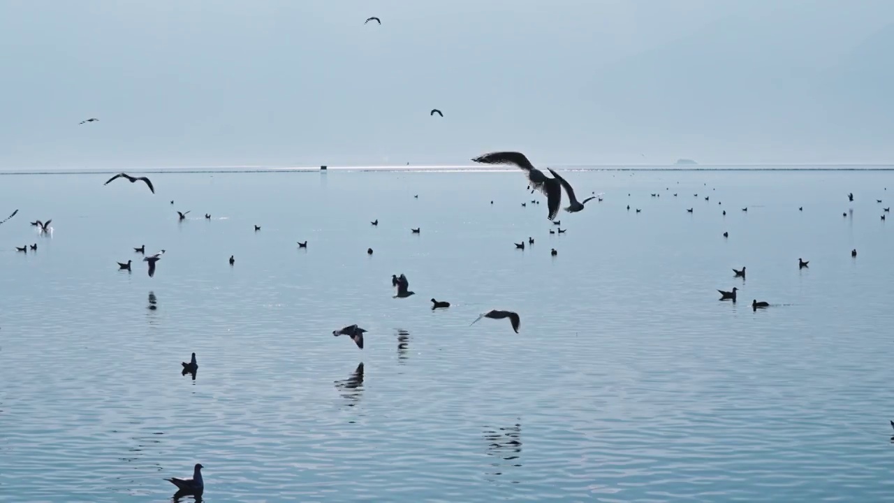 云南大理洱海海鸥视频素材