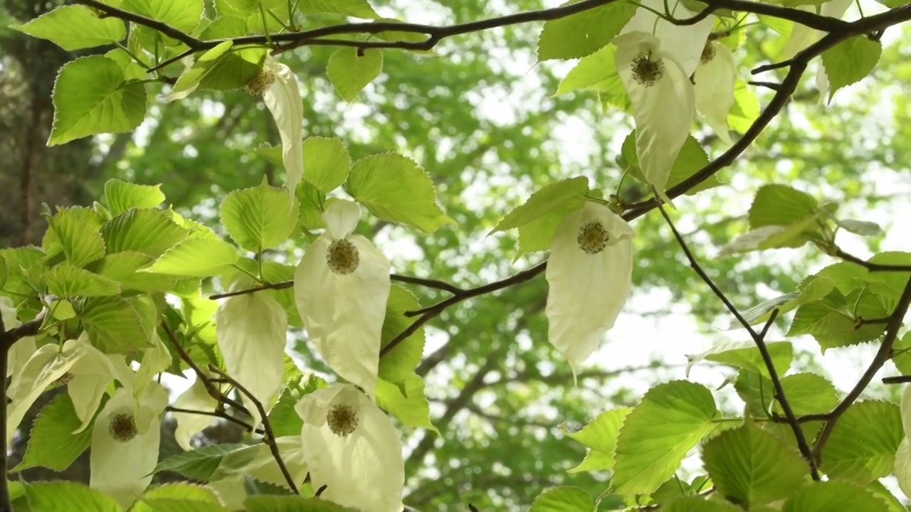 国家珍稀植物鸽子树：珙桐视频下载