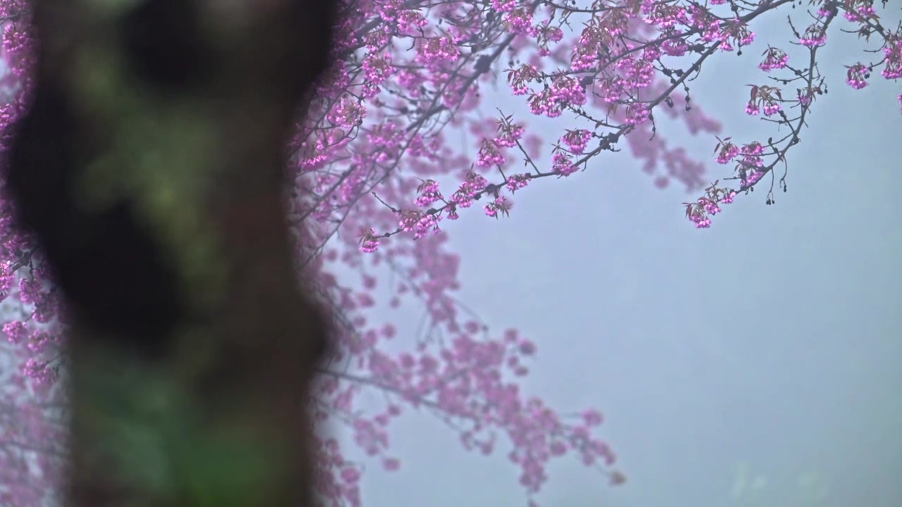 雾中樱花 南涧无量山樱花谷视频下载