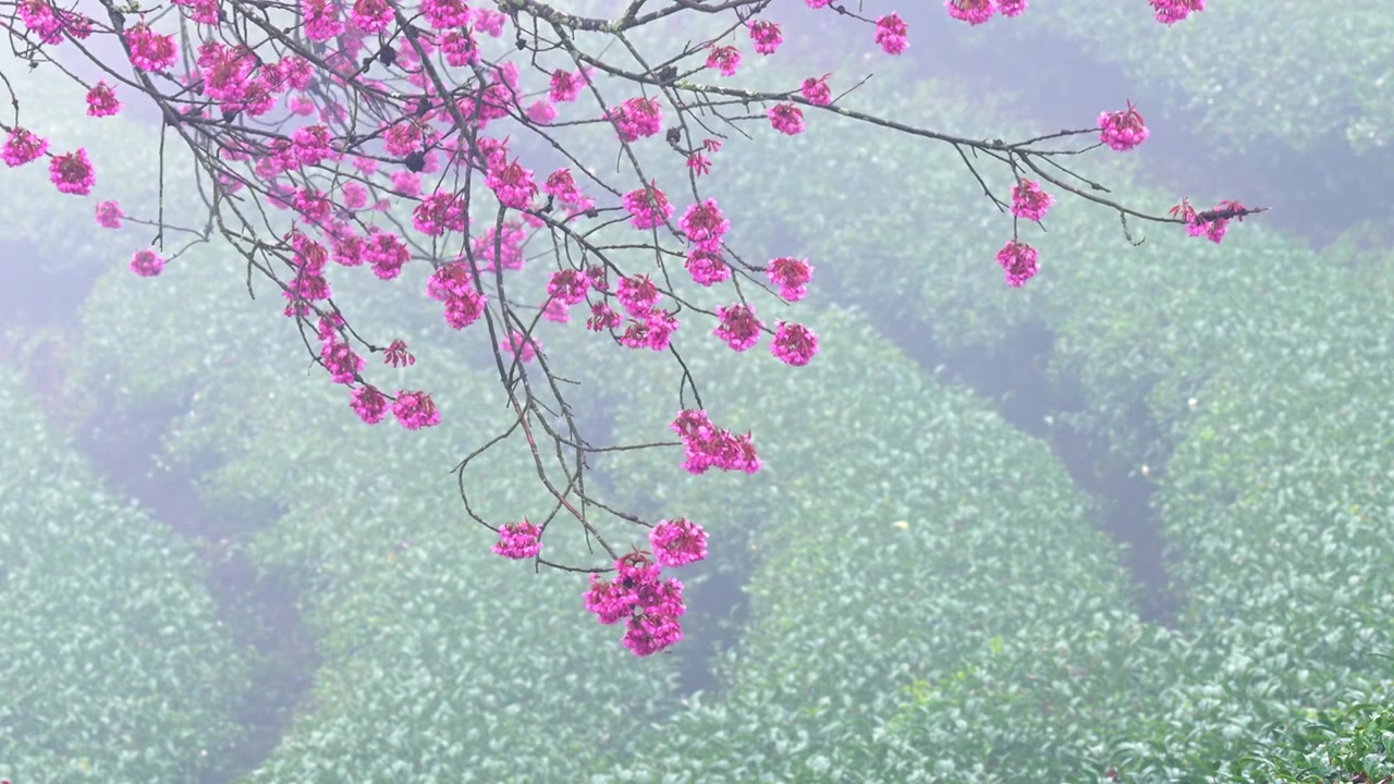 雾中樱花 南涧无量山樱花谷视频下载