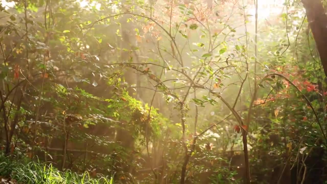 天然氧吧森林光影西湖早晨光线视频素材