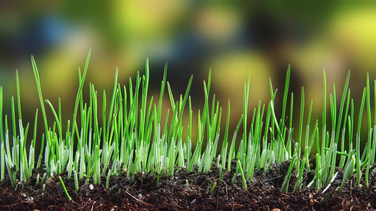 小麦发芽植物生长延时视频素材