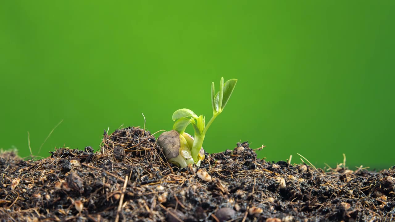 种子发芽植物生长延时视频素材