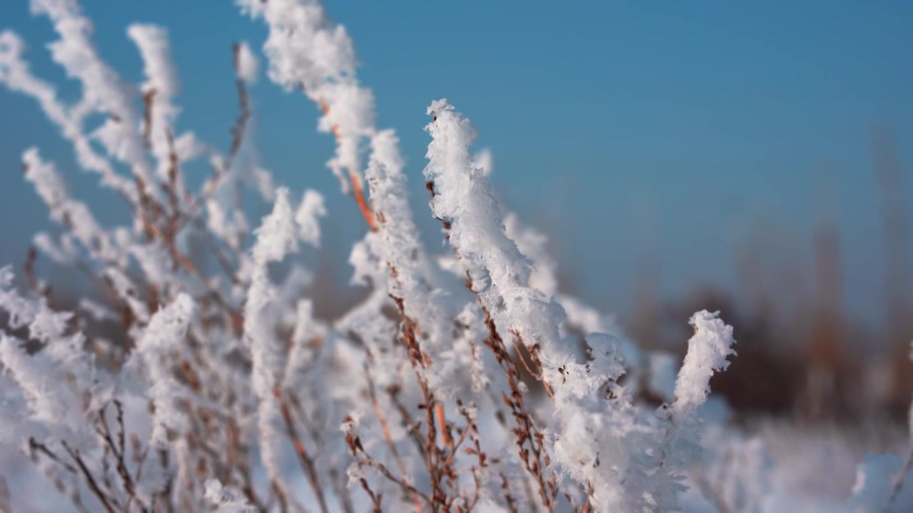 冬天雪地雾凇唯美空镜视频素材