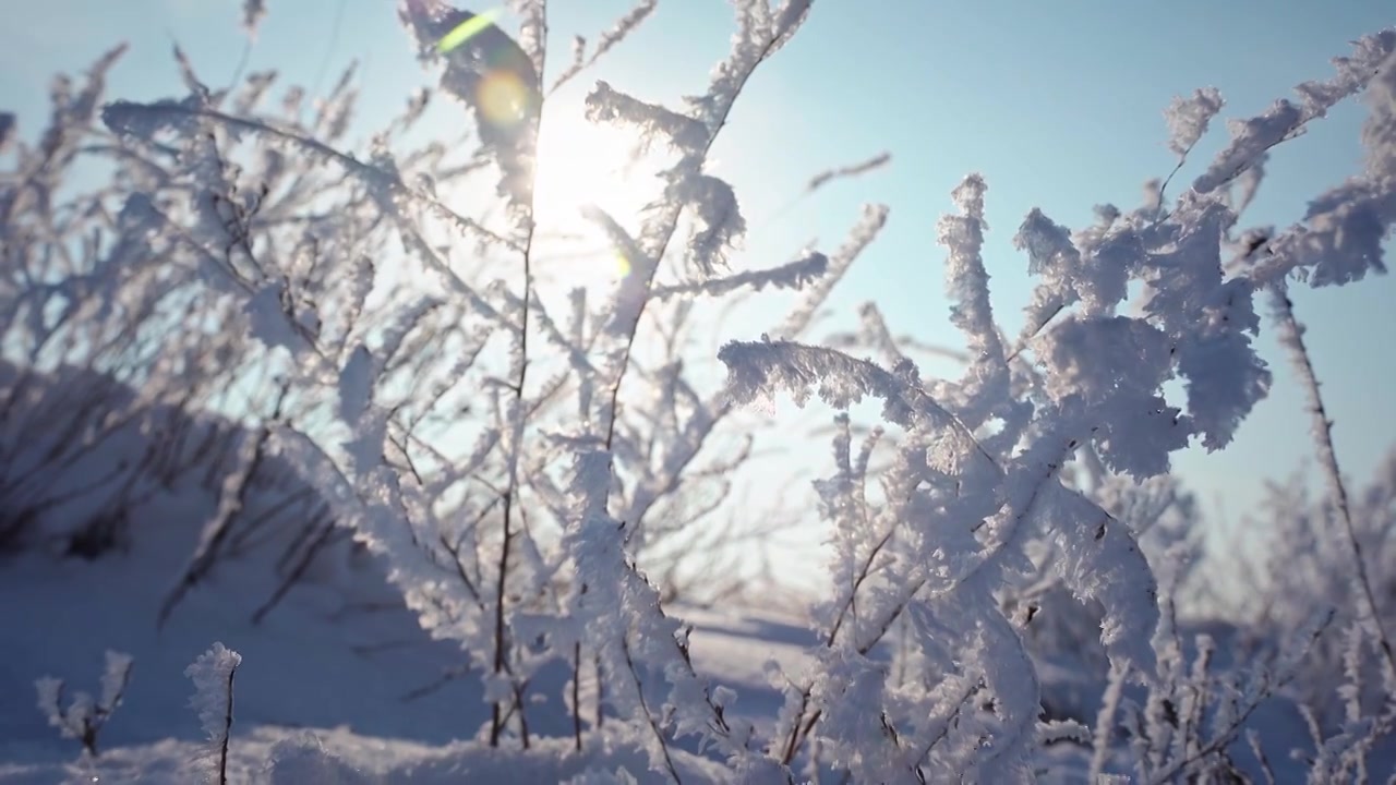 冬天雪地雾凇唯美空镜视频素材