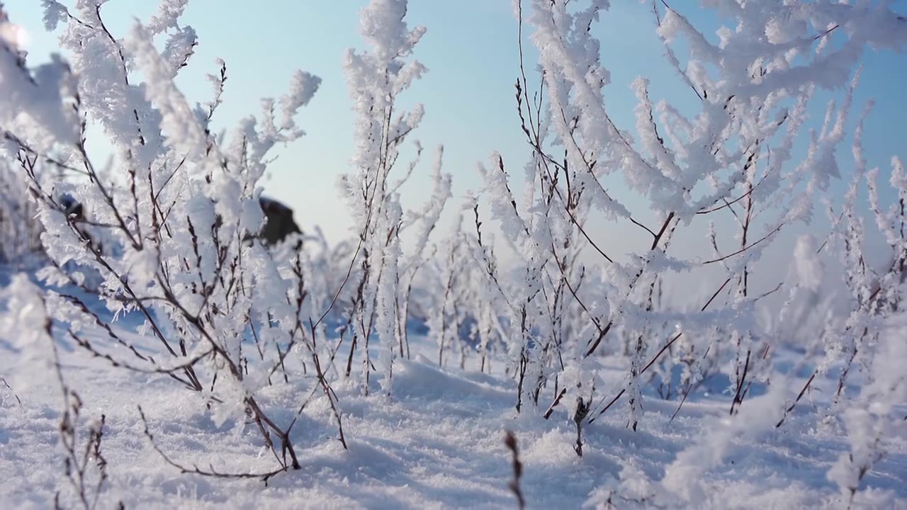 冬天雪地雾凇唯美空镜视频素材