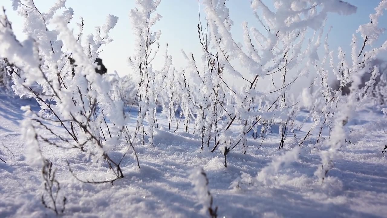 冬天雪地雾凇唯美空镜视频素材