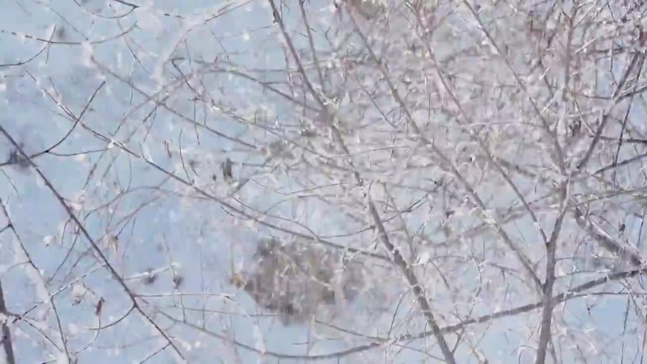 冬天雪地雾凇唯美空镜视频素材