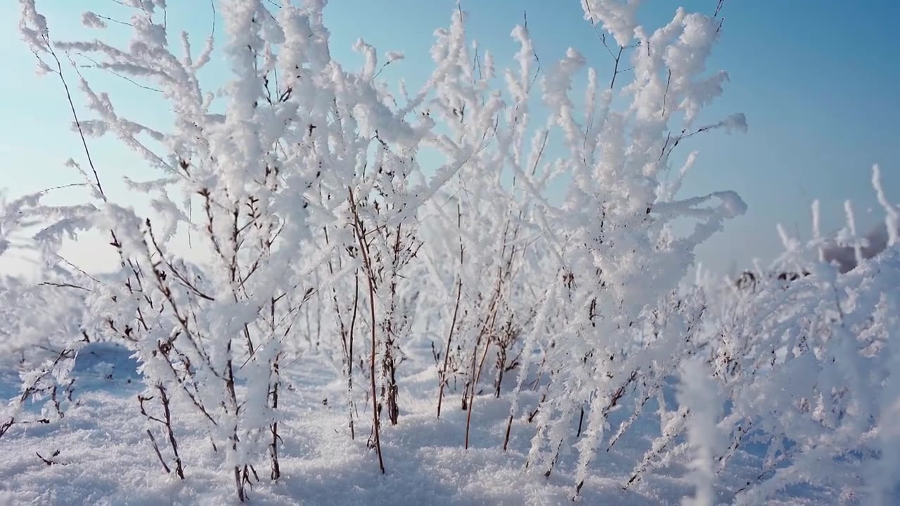 冬天雪地雾凇唯美空镜视频素材