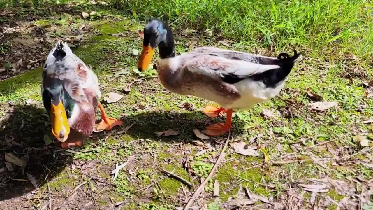 户外阳光下两只觅食和嬉戏的鸭子视频下载