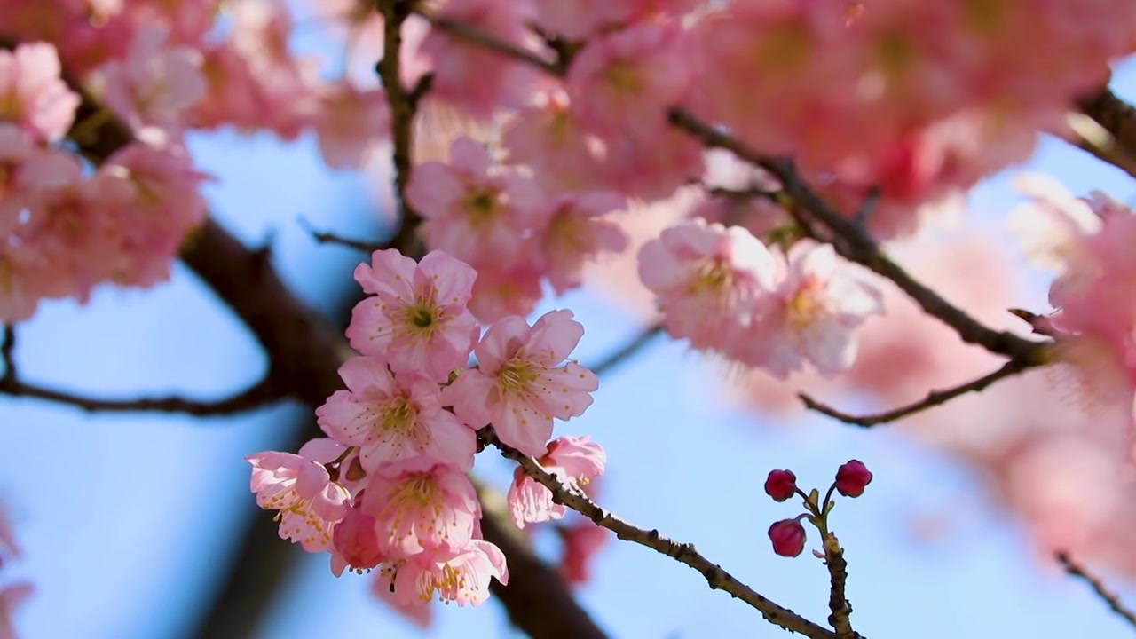 早春阳光蜜蜂杏梅花盛开唯美空镜视频素材