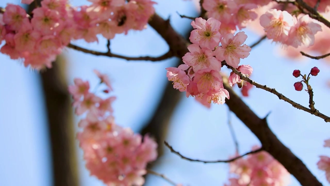 早春阳光蜜蜂杏梅花盛开唯美空镜视频素材