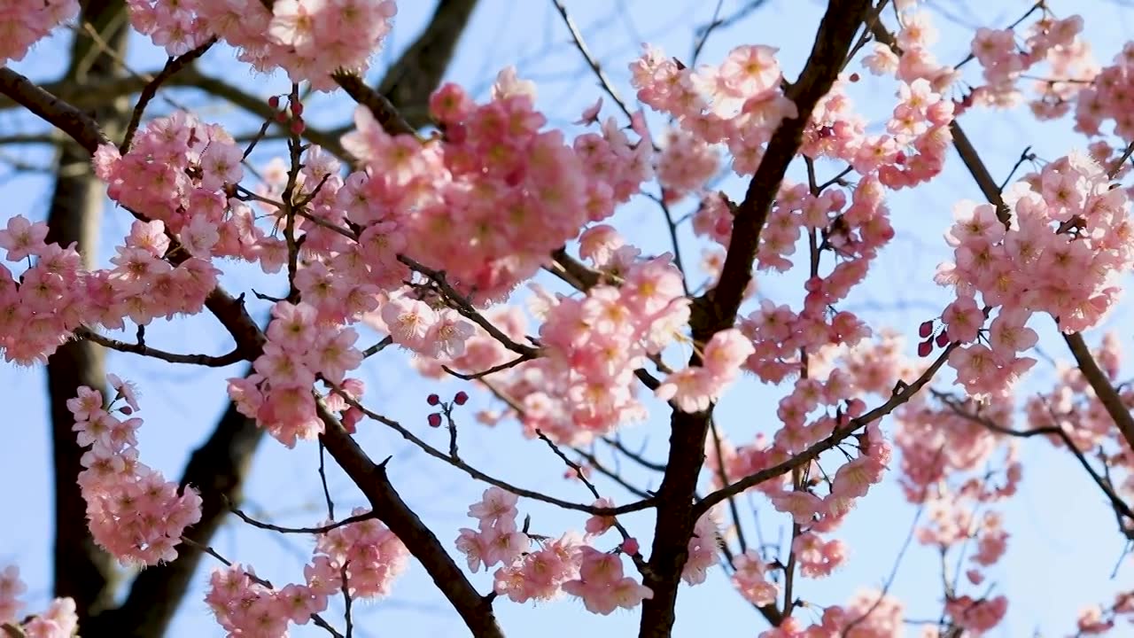 早春阳光蜜蜂杏梅花盛开唯美空镜视频素材