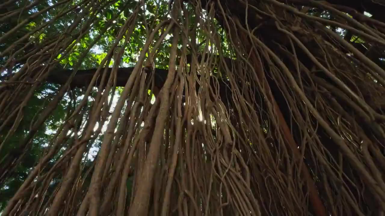 阳光 穿过 热带 雨林 树 树林视频素材