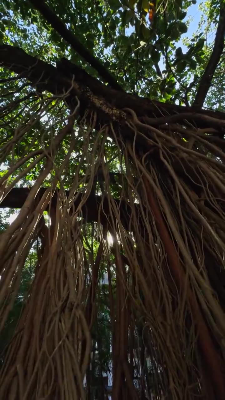 阳光 穿过 热带 雨林 树 树林视频素材