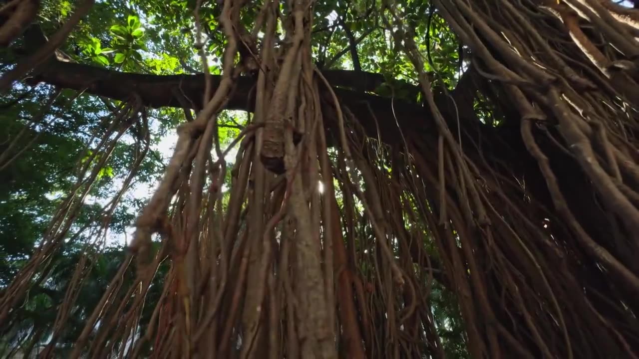 阳光 穿过 热带 雨林 树 树林视频素材