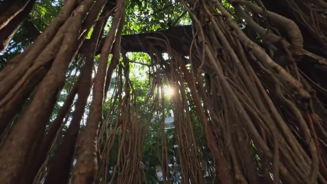 阳光 穿过 热带 雨林 树 树林视频素材