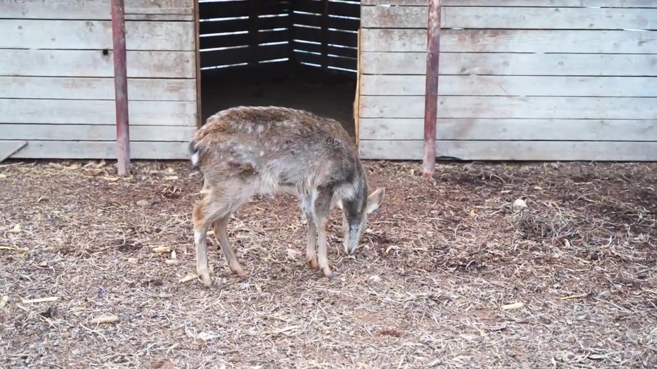 冬季梅花鹿小鹿觅食养殖视频素材