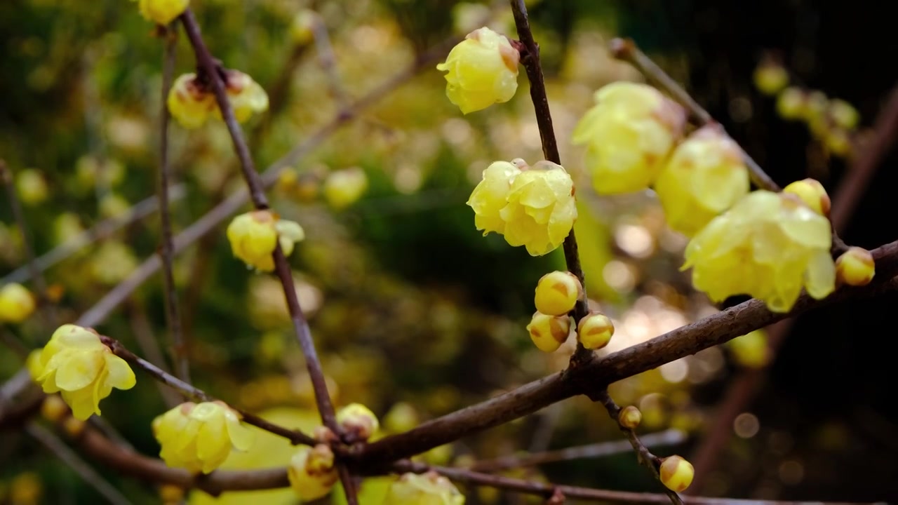 中国四川省绵阳市户外腊梅展览，自然，季节，视频素材