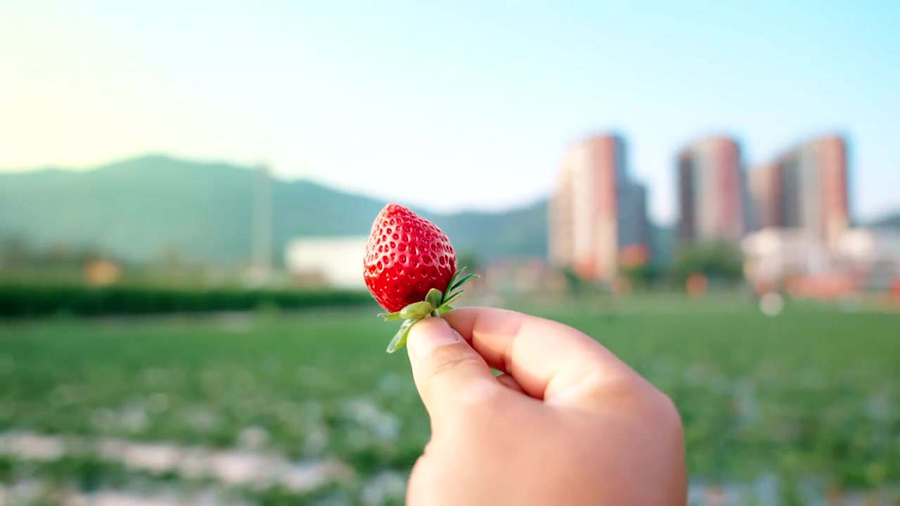 草莓园采摘草莓视频素材