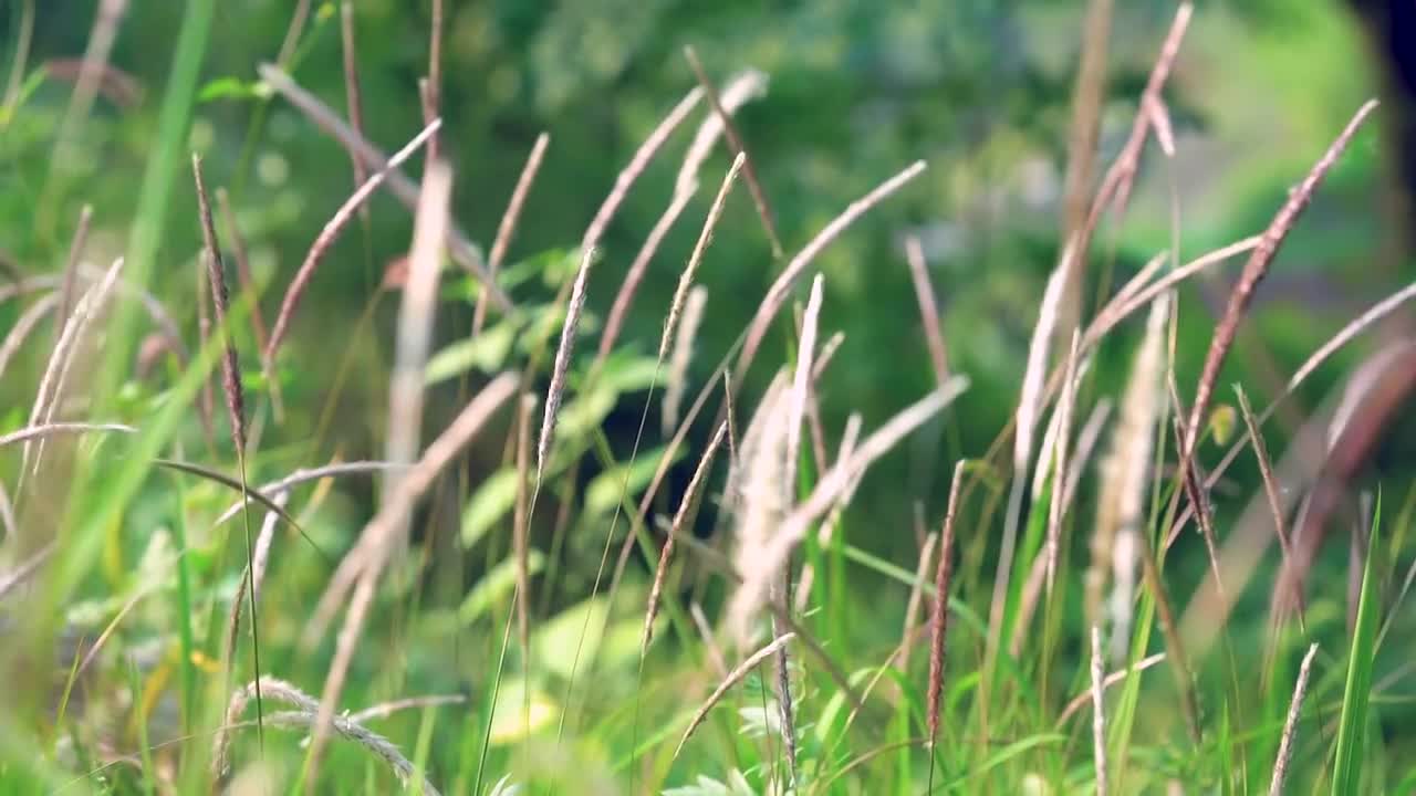 唯美春日空镜头视频素材