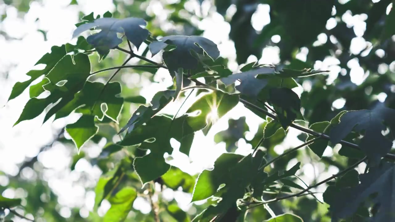 4K夏天树叶阳光梦幻唯美空镜视频素材