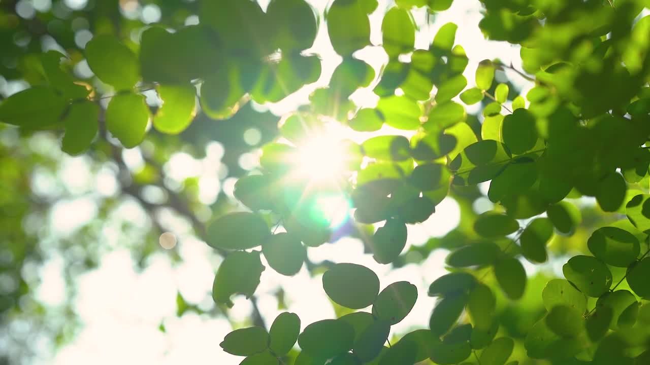 唯美阳光透过植物空镜头视频素材