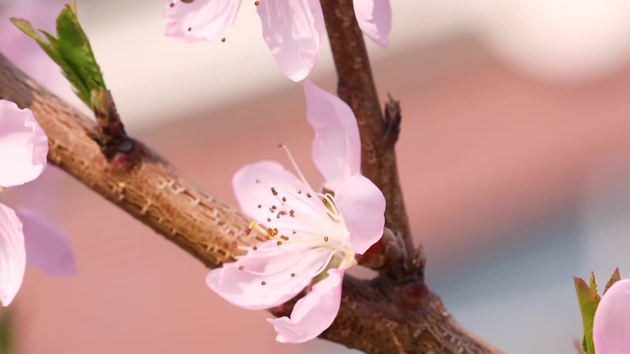 惊蛰,节气书法,桃花蜜蜂蜗牛自然美集锦 （合集）视频下载