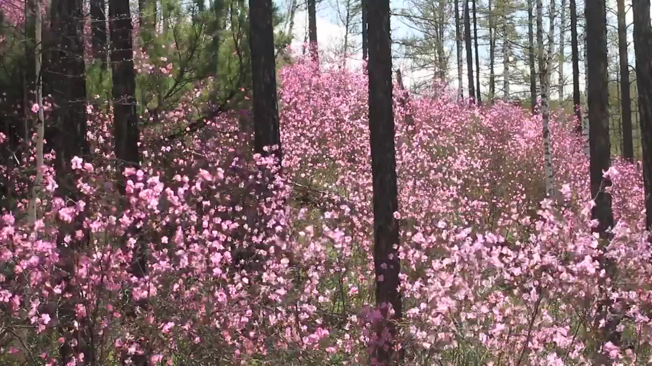 怒放的兴安杜鹃视频素材