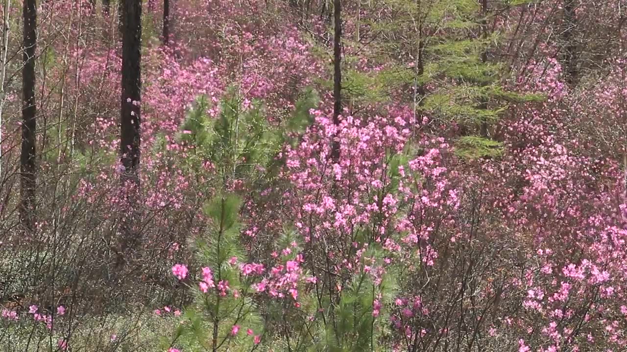 怒放的兴安杜鹃视频素材