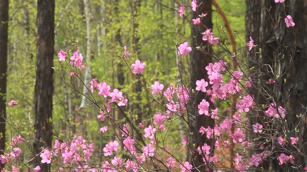 怒放的兴安杜鹃视频素材