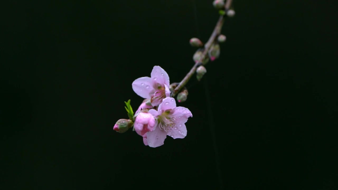 桃花视频素材