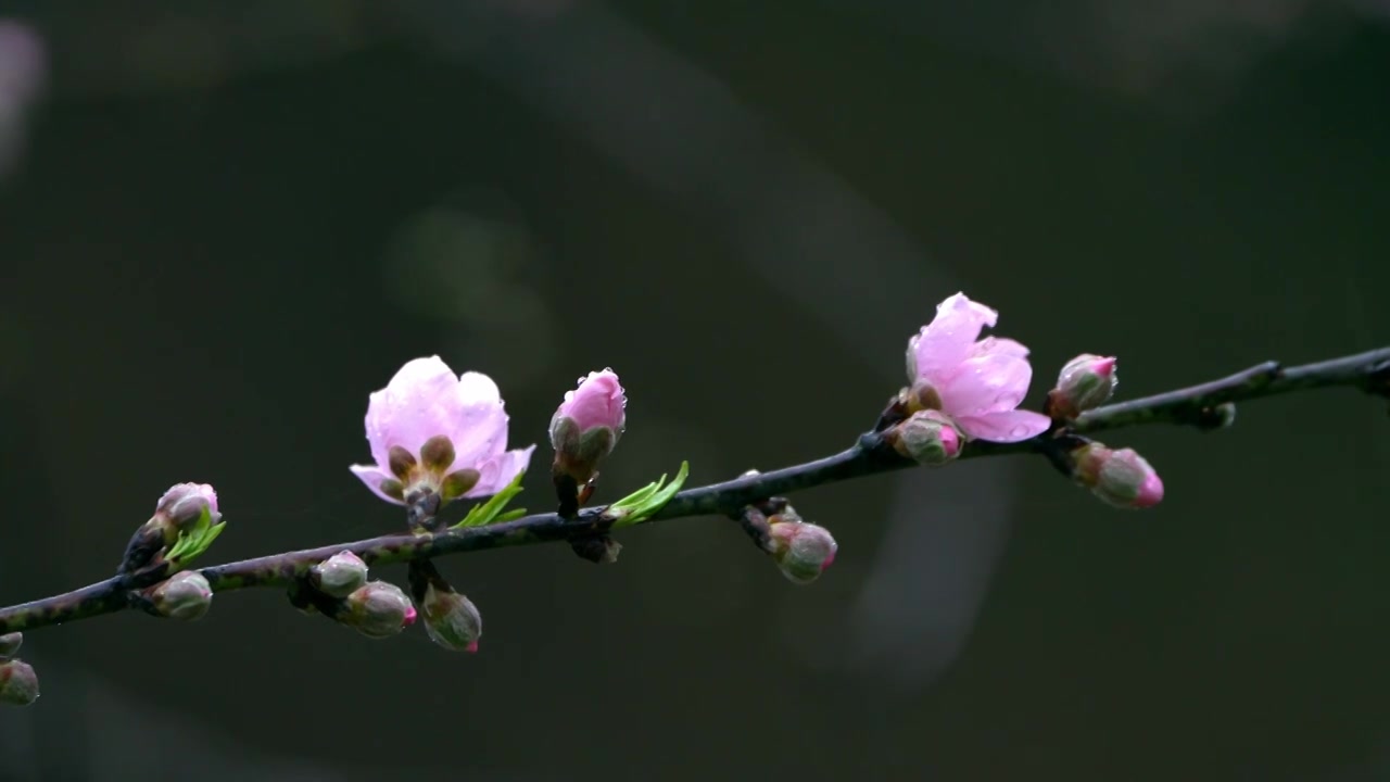 桃花视频素材