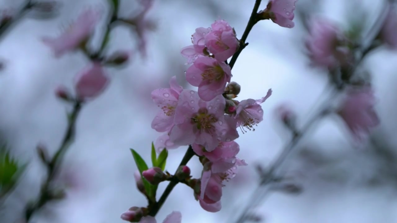 桃花视频素材