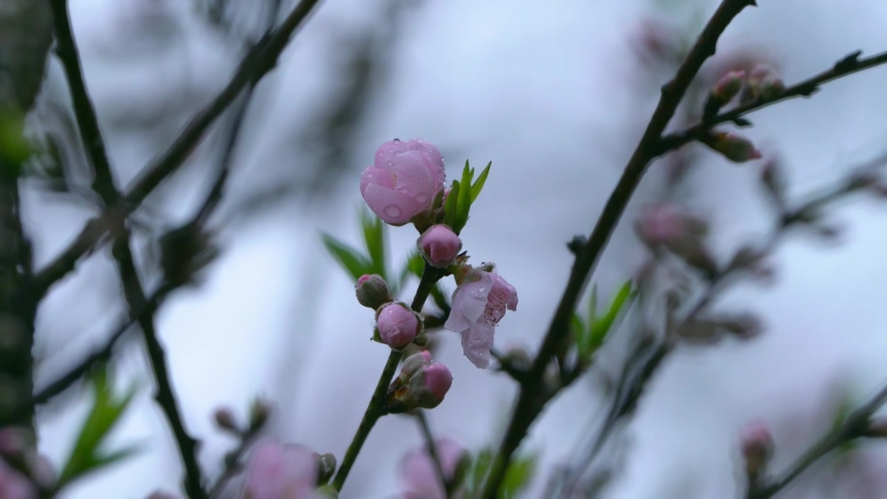 桃花视频素材