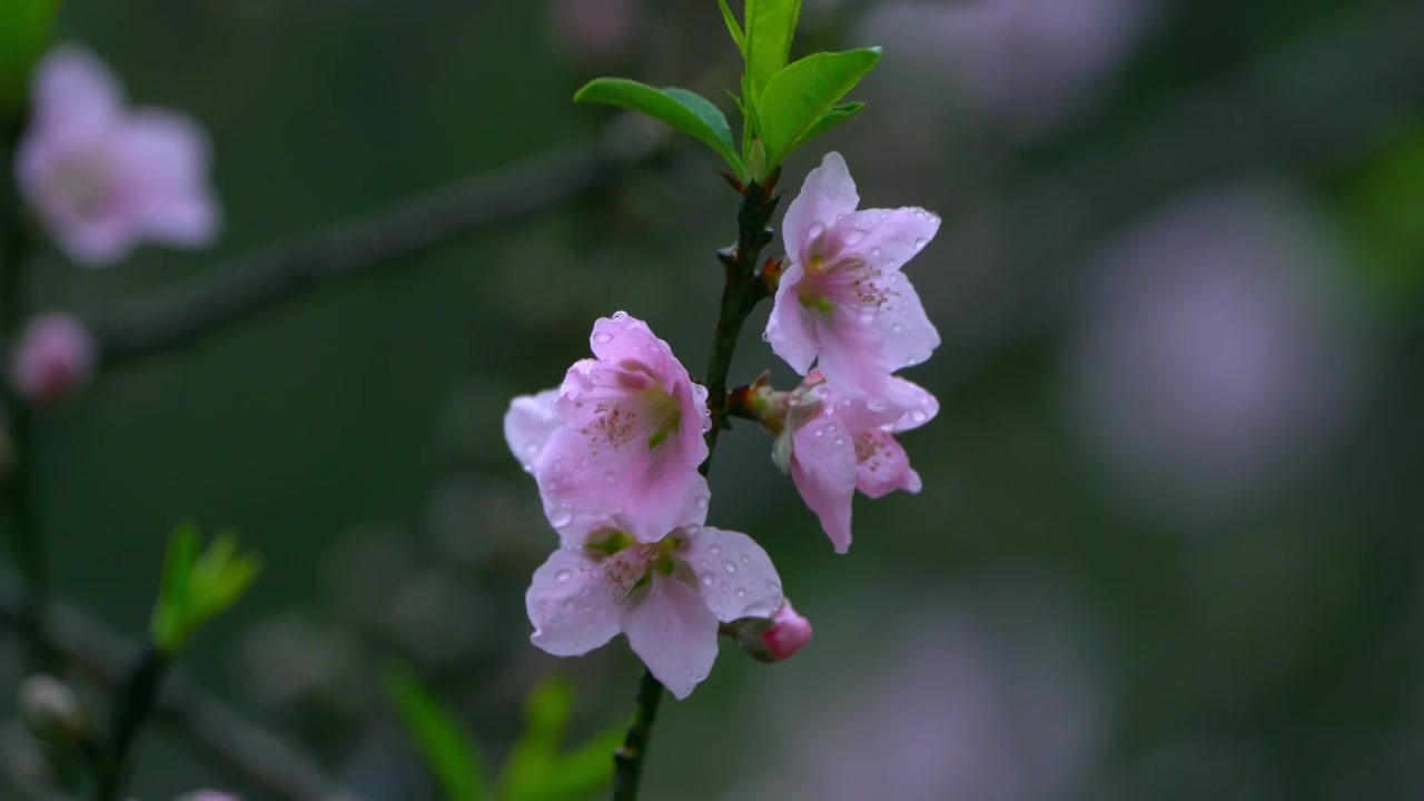 桃花视频素材