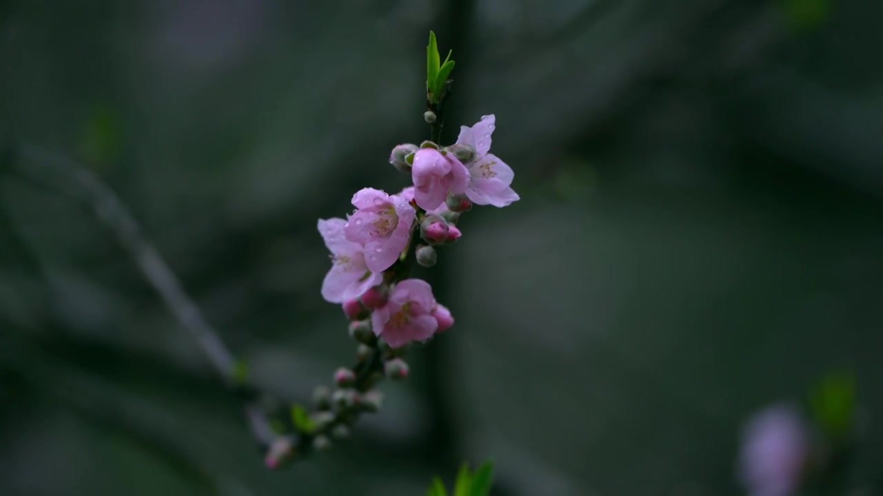 桃花视频素材